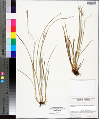 Carex dasycarpa image