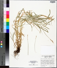 Carex festucacea image