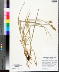 Carex fissa image