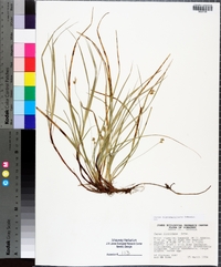 Carex nigromarginata image