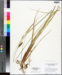 Carex striata image