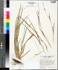 Carex striatula image