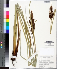 Carex verrucosa image