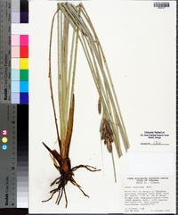 Carex verrucosa image