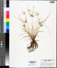 Cyperus compressus image