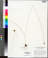 Cyperus filiculmis image