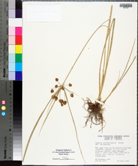 Cyperus pseudovegetus image