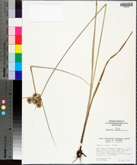 Cyperus virens image