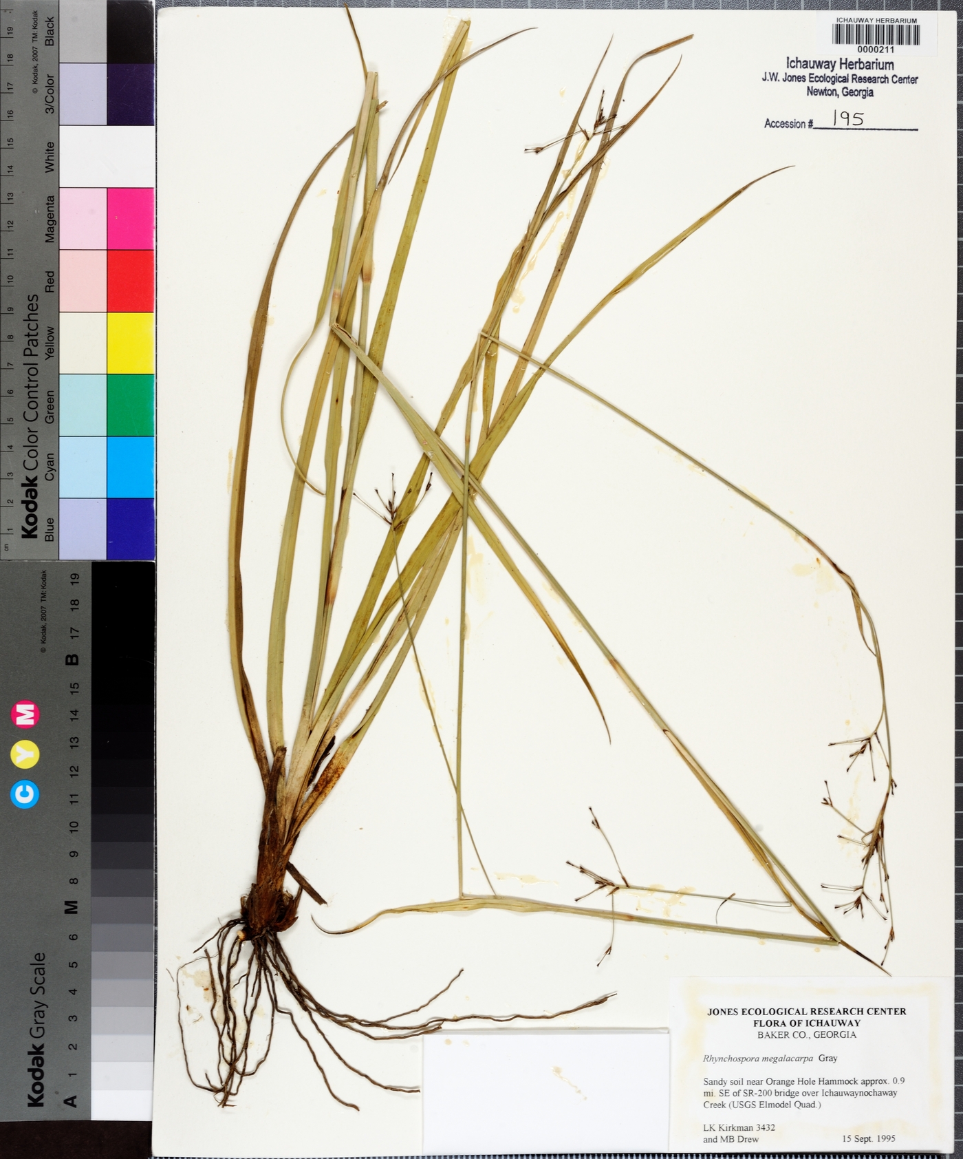 Rhynchospora megalocarpa image