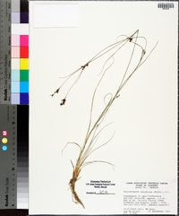 Rhynchospora rariflora image