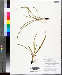 Hypoxis curtissii image