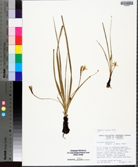 Hypoxis curtissii image