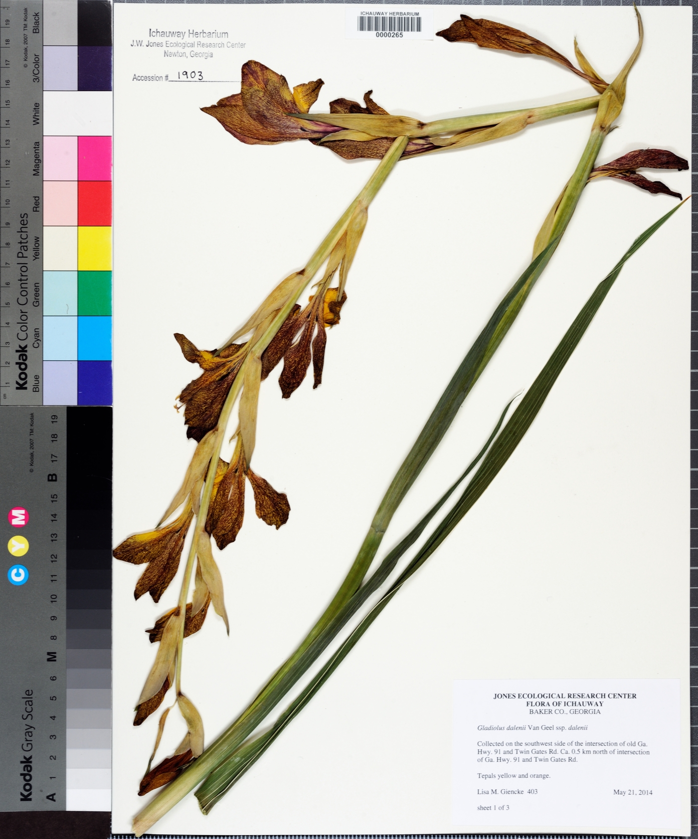 Gladiolus dalenii subsp. dalenii image