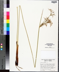 Juncus effusus var. solutus image