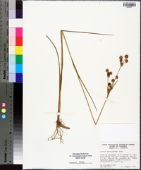 Juncus scirpoides image