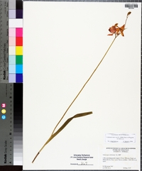 Calopogon tuberosus var. tuberosus image