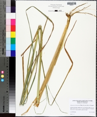 Andropogon glomeratus image