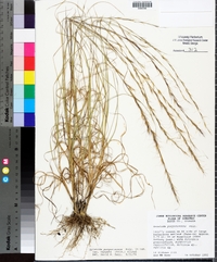 Aristida purpurascens image