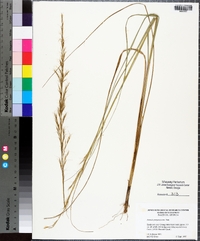 Aristida purpurascens image