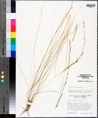 Aristida stricta image