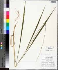 Chasmanthium laxum subsp. sessiliflorum image