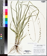 Chasmanthium laxum subsp. sessiliflorum image