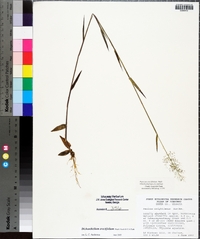 Dichanthelium erectifolium image