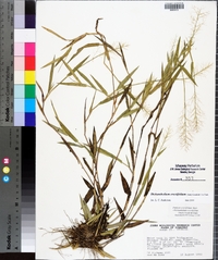 Dichanthelium erectifolium image