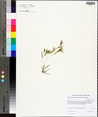 Dichanthelium ensifolium subsp. ensifolium image