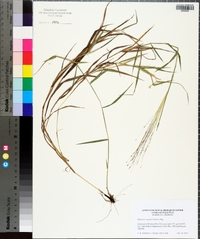 Digitaria cognata image