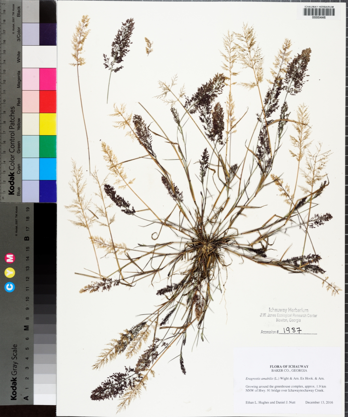 Eragrostis amabilis image