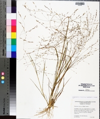 Eragrostis virginica image