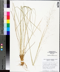 Muhlenbergia capillaris image