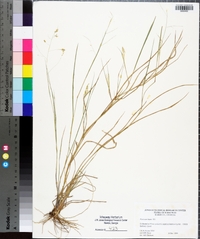 Panicum hians image