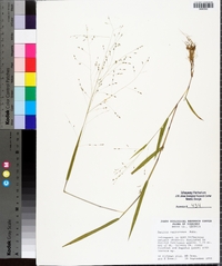 Kellochloa verrucosa image