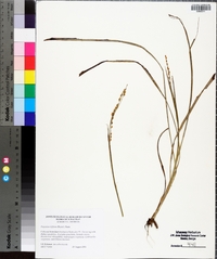 Paspalum bifidum image