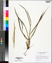 Paspalum floridanum image