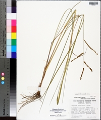 Paspalum plicatulum image