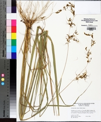 Sorghastrum elliottii image