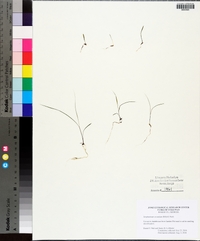 Sorghastrum secundum image