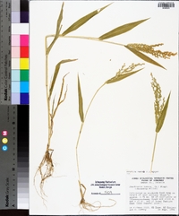 Urochloa ramosa image