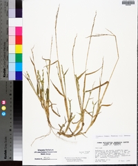 Urochloa texana image