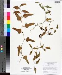 Smilax auriculata image