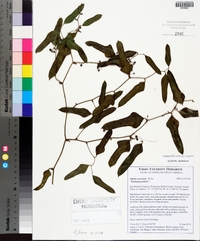 Smilax auriculata image