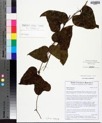 Smilax bona-nox image