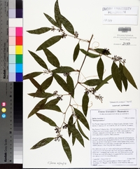 Smilax laurifolia image