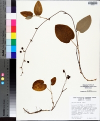 Smilax pumila image