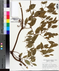 Smilax smallii image