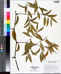 Smilax smallii image