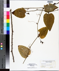 Smilax tamnoides image